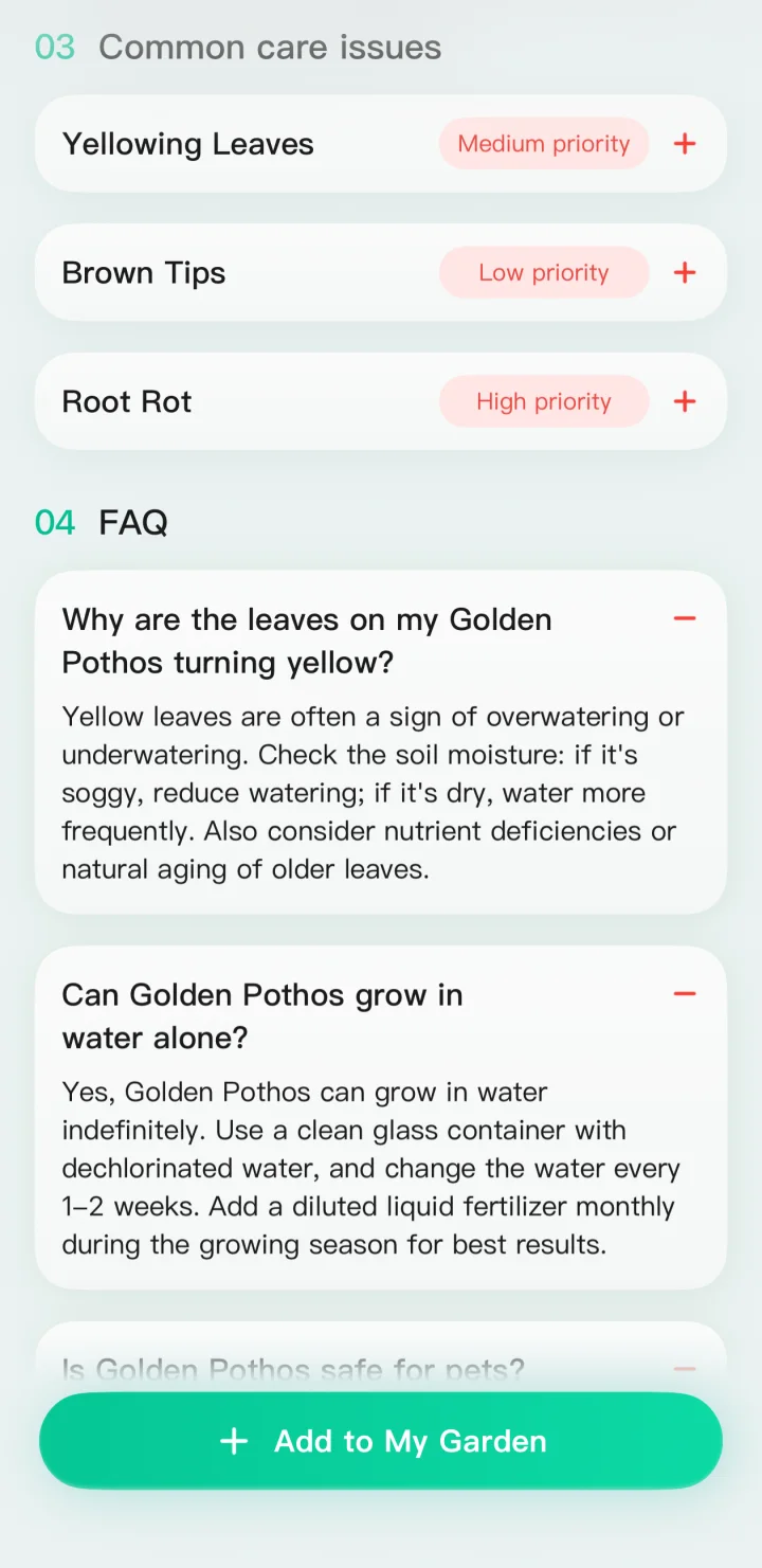 Common care issues and frequently asked questions for Golden Pothos