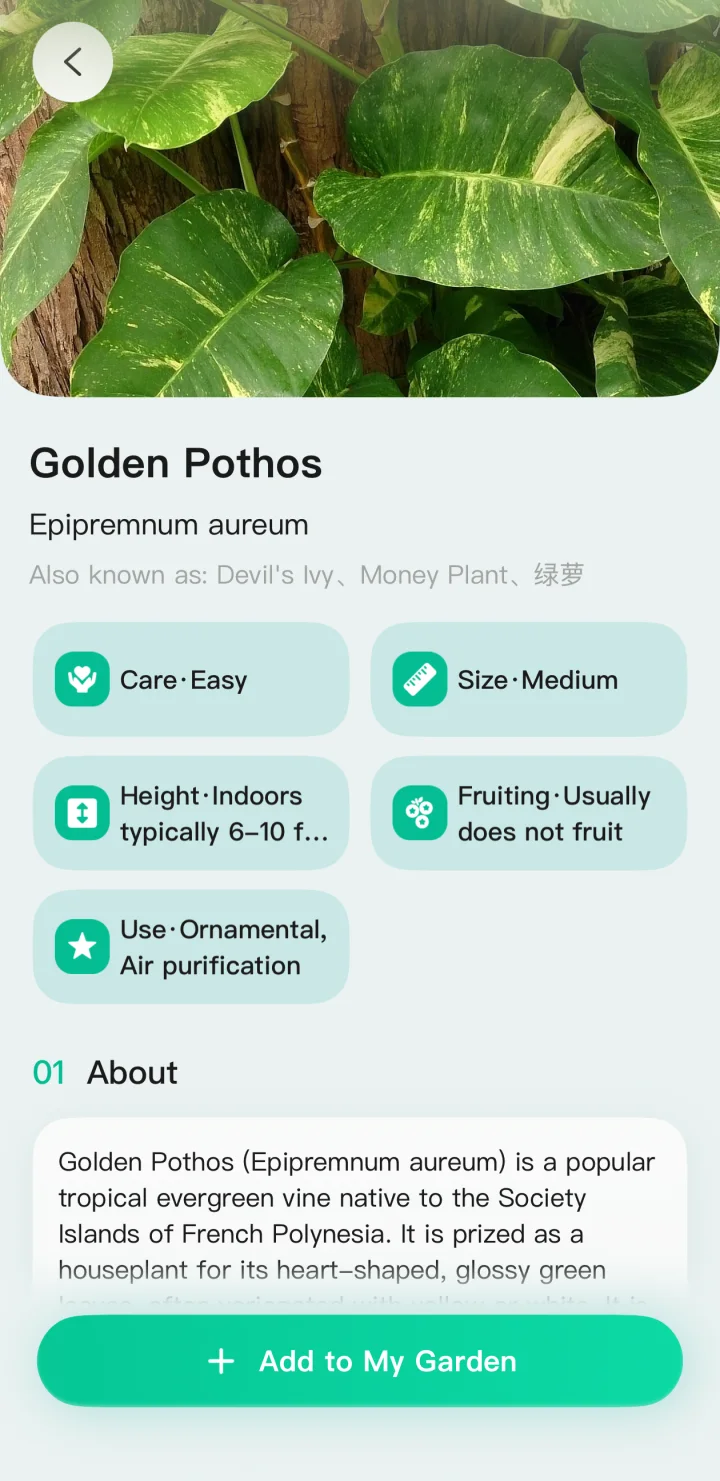 Golden Pothos overview screen with plant facts and an introduction